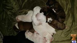 boxer puppy posted by Sidnee Anderson